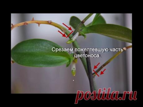 О детках орхидеи фаленопсис.
Спасибо автору видео!