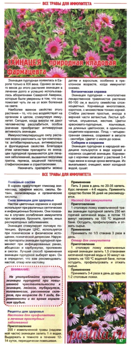 Эхинацея - природная кладовая фармацевта