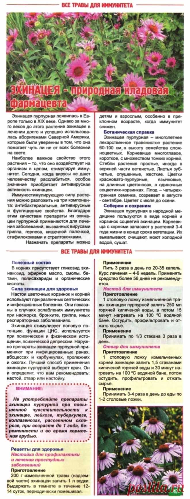 Эхинацея - природная кладовая фармацевта