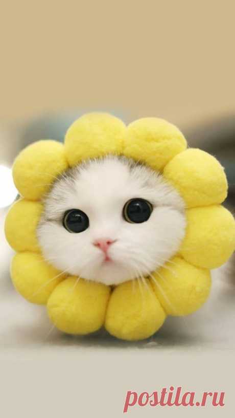 Pinterest