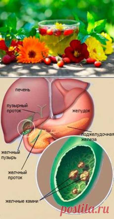 Травы для печени, лечение, очищение, рецепты чаев