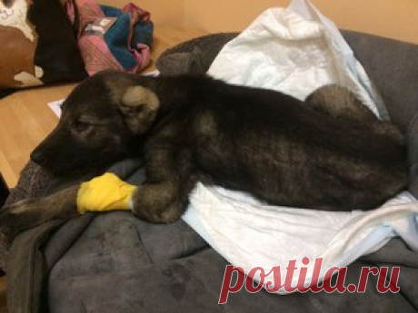 Спб. Пожалуйста репост!!! 
Пожалуйста, вступайте в попечительский совет для щенка, малышке нужна ваша помощь!!! 
Найден щенок, с отрезанными ушами, примерно месяца 2, 5, безпородная девочка, истощена, торчат ребра, её качает, не ест!
Щенок в клинике под капельницей, срочно нужна помощь на обследования!
Квартирная передержка! 
Показать полностью…