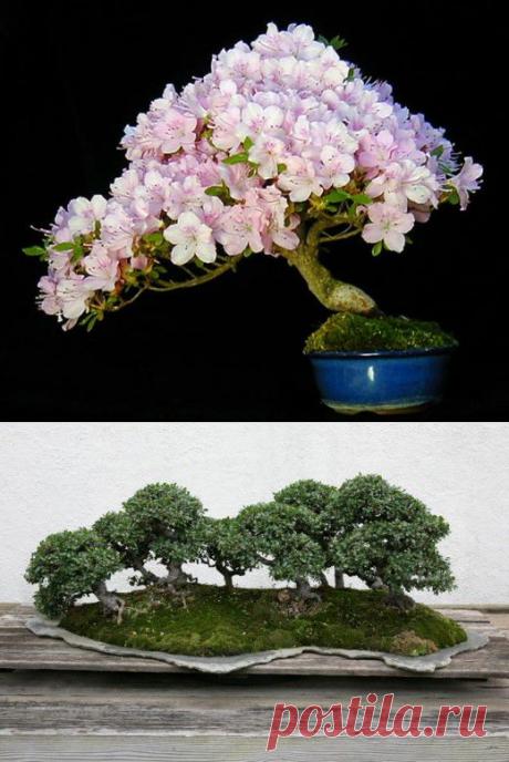 Как подкармливать бонсаи | РОЗЫ