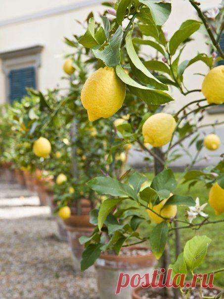Разведение лимонов дома — Сад на подоконнике