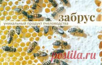 Забрус пчелиный — уникальный продукт Мед и все продукты, производимые пчелами, по праву пользуются огромной популярностью. Они не только вкусны, но и необычайно полезны для поддержания здоровья человека. Сегодня, дорогие читатели, речь пойдет о забрусе, Вы слышали о нем? Если нет, то очень советую обратить на него внимание...