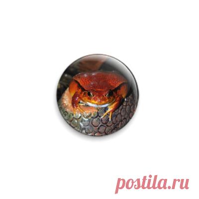 Значок 25мм Лягушка помидор! - Тульский экзотариум, зоопарк