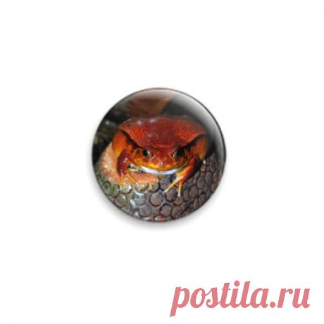 Значок 25мм Лягушка помидор! - Тульский экзотариум, зоопарк