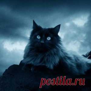 Как кошка указывает на присутствие негатива? - МирТесен