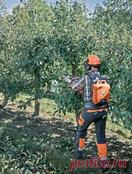 Комплексный уход за садовыми деревьями круглый год.