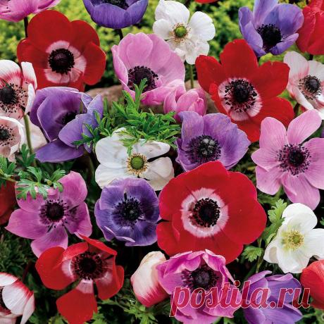 ЭТИ ВЕТРЕНИЦЫ-АНЕМОНЫ | Самоцветик