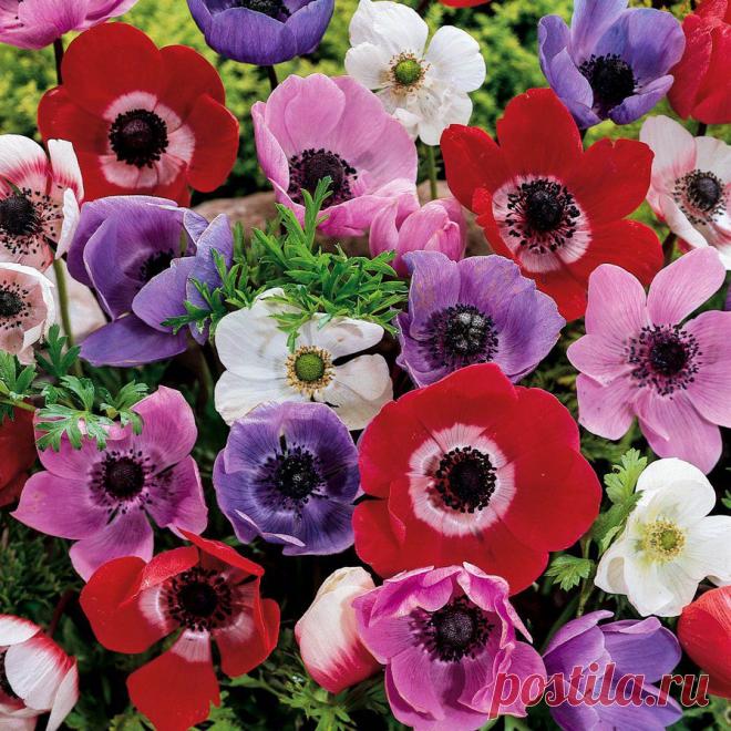 ЭТИ ВЕТРЕНИЦЫ-АНЕМОНЫ | Самоцветик