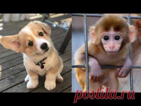 Cute baby animals Videos Compilation cute moment of the animals Soo Cute! #6