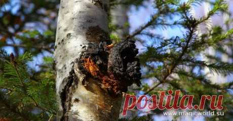 Чудодейственное средство — чай из березового гриба чага | Все об Осознанной Красоте