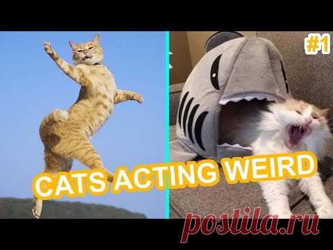 CATS ACTING WEIRD #1 - DANK CAT MEMES Try Not To Laugh 2020 | pet's corner