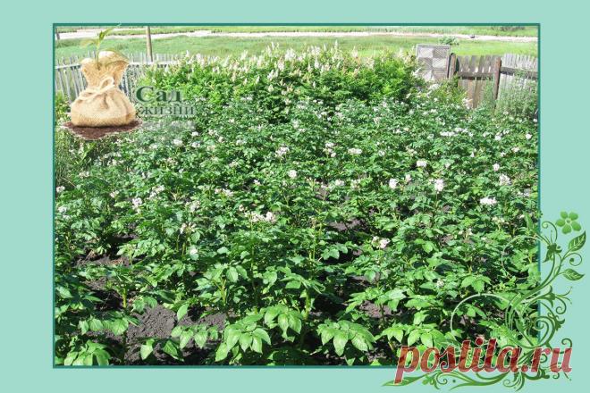 Посадил 4 ведра картофеля, а накопал 160. Что я делаю для этого | Сад Жизни | Яндекс Дзен