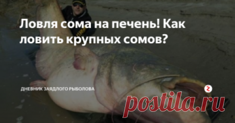 Ловля сома на печень! Как ловить крупных сомов? Привет друзья! Сегодня хочу рассказать Вам как я ловлю сома на печень и как я выбираю место для ловли.