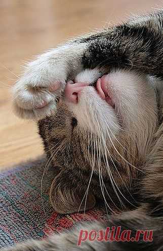 ಌ✰The Purrfect Nap✰ಌ
