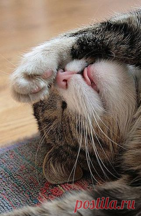 ಌ✰The Purrfect Nap✰ಌ