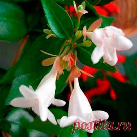 Комнатное растение Абелия (Abelia). Полувечнозеленый неприхотливый кустарник, который в домашних условиях можно выращивать на полках или в подвесных кашпо. Назван в честь доктора К.Абеля, работавшего в Китае в начале XIX в. Цветет с весны до середины лета. Цветки, собранные в метельчатые соцветия, появляются на концах розоватых ветвей, которые могут вытягиваться до 1 м. Родина - субтропики Китая и Японии. Рекомендуется слабокислая почва и пересадка при разрастании корневой системы.