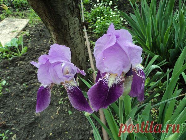 Ирисы: посадка и уход. Сорта ирисов