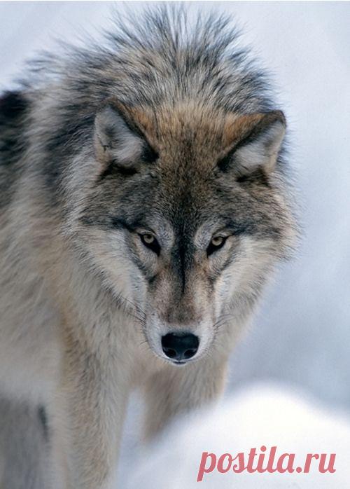 Найдено на сайте flickr.com.