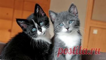 Все кошки серы - OGADANIE.RU
