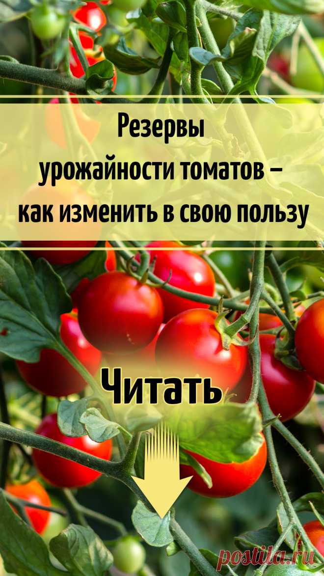 Резервы урожайности томатов – как изменить в свою пользу
