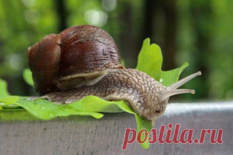 Во саду ли, в огороде. Обустройство дачи