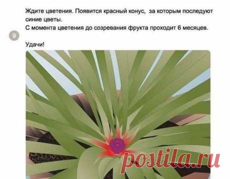 Вырастить ананас дома — проще простого! | Хитрости жизни