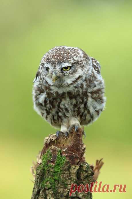 René Sluimer - Photos of The Owl Pages