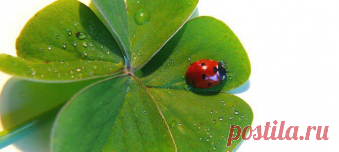 Счастливые приметы