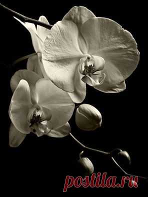 Phalaenopsis / photo by Aida Ricciardiello / Lucia Lassandro