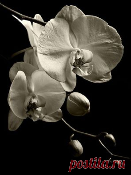 Phalaenopsis / photo by Aida Ricciardiello / Lucia Lassandro