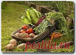 Как превратить город в огород? Стань партизаном-сидбомбером! Если в душе вы – эколог, но не знаете, чем заняться с пользой для мира и для себя, то вот вам парочка новомодных эко-трендов от создателей теории и практики «новой городской инфраструктуры» и «новой урбанистики».Вы хотите привлечь к себе внимание всего общества, но не внимание властей с...