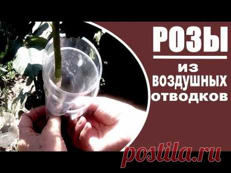 Размножение роз воздушными отводками  Как это сделать