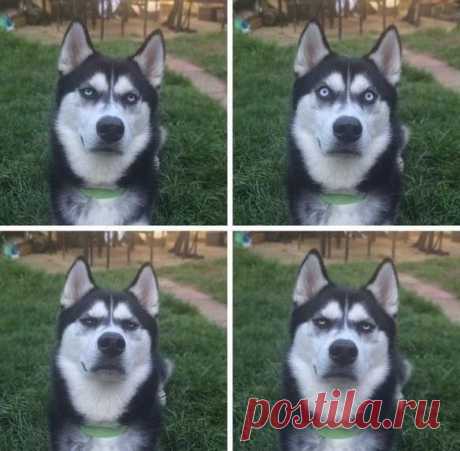 Сделал вид, будто бросаю мяч, пёс понял, что я пытался его надурить... / Занимательная реклама