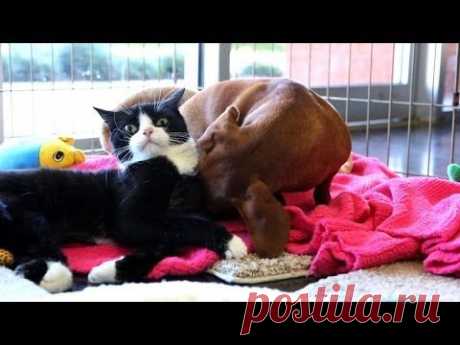 Такса &quot;удочерила&quot; парализованную кошку. | Все о наших питомцах