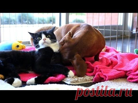 Такса "удочерила" парализованную кошку. | Все о наших питомцах