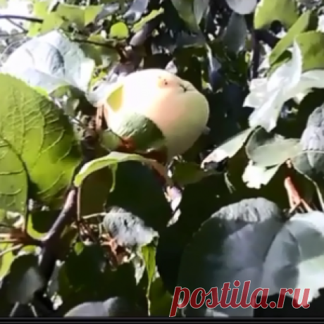 Как узнать точно сроки сбора яблок на хранение.