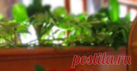 ЯГОДОВА ТОРТА С ПУХКАВ КРЕМ ОТ СИРОП ОТ БЪЗ