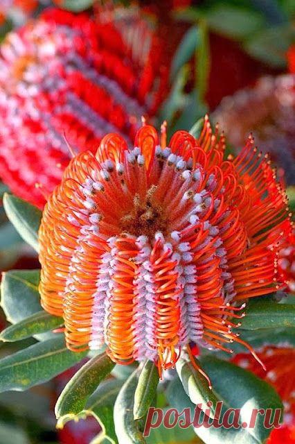 Red Banksia Flowers