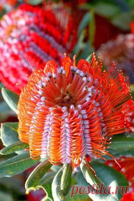 Red Banksia Flowers