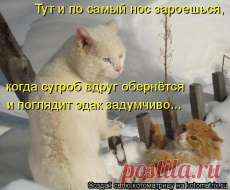 Прикольные котоматрицы » ПРИКОЛЬНЫЕ КАРТИНКИ, ДЕМОТИВАТОРЫ, КОТОМАТРИЦЫ, НОВОСТИ СЛУХИ и СПЛЕТНИ, фото приколы, видео, поздравления и смс, креативы
