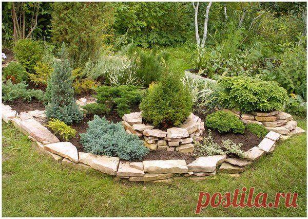 Фото 137 - Группа из нескольких видов хвойников