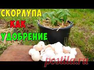 ВСЁ ПРО УДОБРЕНИЕ ИЗ ЯИЧНОЙ СКОРЛУПЫ.