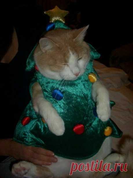 пушистые лапуськи))