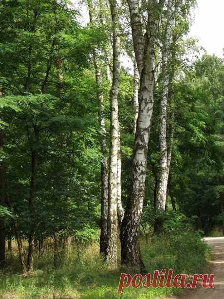 THE BEAUTY OF NATURE – Сообщество – Google+