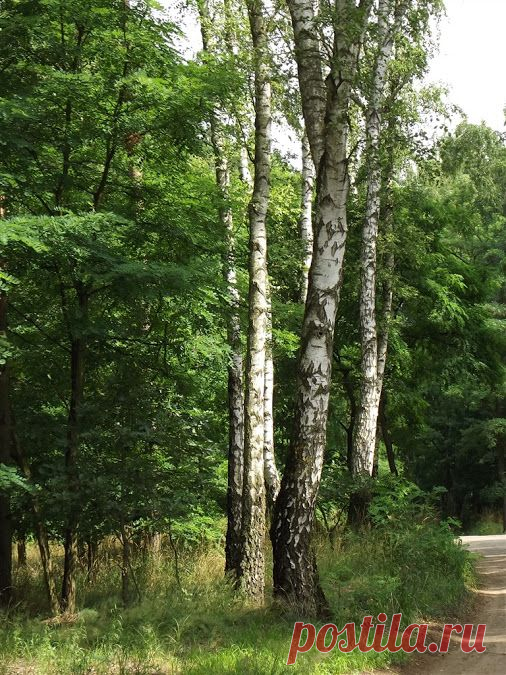 THE BEAUTY OF NATURE – Сообщество – Google+
