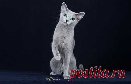 Russian Blue - The Cat Fanciers' Association