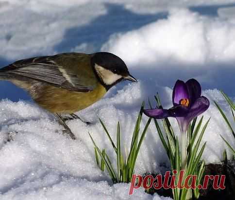 Хочу весну и запах счастья,
В окошке громкий щебет птиц,
Луч солнца, словно теплый ластик,
Щекотно стёрший сон с ресниц ...